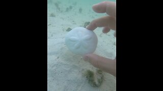 Always RE-PLANT your sand dollars!