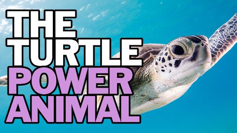 The Turtle Power Animal