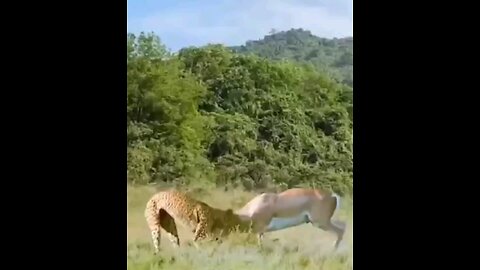 Antelope Fights Back Against Leopard