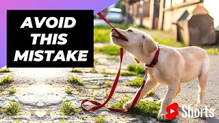 Avoid This Mistake When Training Your Dog 🐶 1 Minute Animals #shorts #dogtraining #mistake