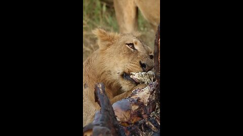 lion feasts on carcass