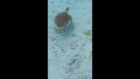 Turtle Swimming