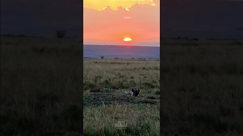 Hyenas At Sunset #shorts | #ShortsAfrica