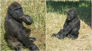 Gorillabrødre har det sjovt sammen i zoologisk have