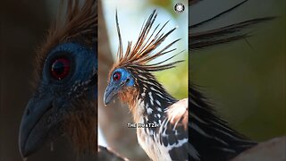 Hoatzin 💩 The Bird That Smells Like Poop?!