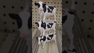 Cow stacking time?