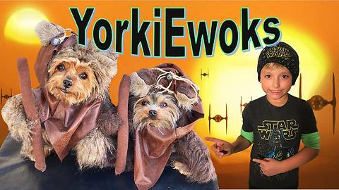 Yorkie Ewoks adorably protect the Galaxy!