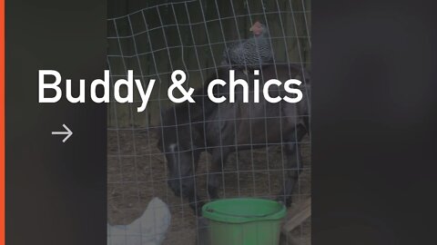 Buddy & his chicks
