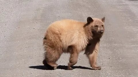 Looking for Bigfoot, Found Big Bear, Southern Colorado, 2020 April 25