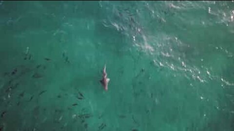 Due squali si avvicinano a una famosa spiaggia australiana