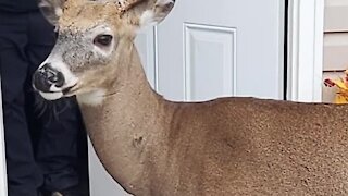 Curious deer wants to enter family's home