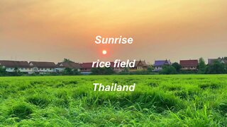 Sunrise at rice field in Thailand