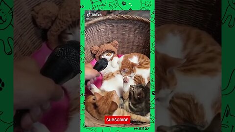 Funny & Cute Cats Compilation TikTok #shorts 😻