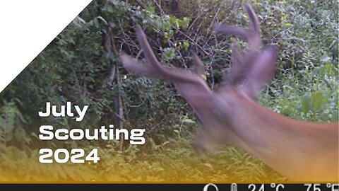 July Whitetail Scouting 2024 - Re-upload improved audio