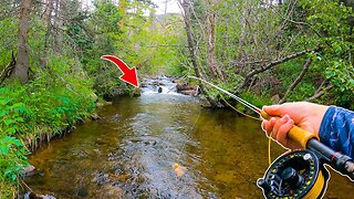 Fly Fishing a Small Creek LOADED with Trout!