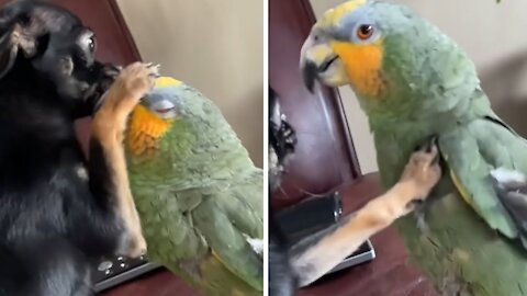 Parrot Calls Dog a Good Girl for Gently Getting Him