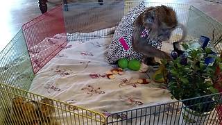 Monkey throws tantrum when Easter Bunny lets her down