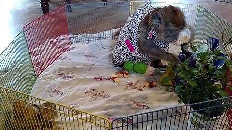 Monkey throws tantrum when Easter Bunny lets her down