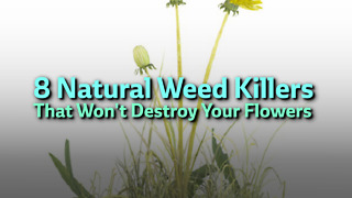 8 Natural Weed Killers That Won't Destroy Your Flowers