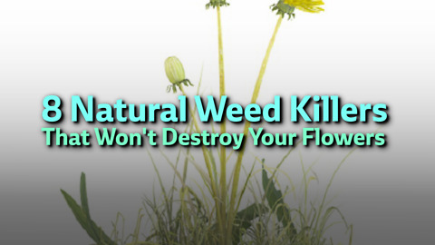 8 Natural Weed Killers That Won't Destroy Your Flowers