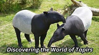 Discovering the World of Tapirs