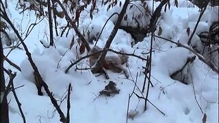 Snaring bobcats and fox in snow trails