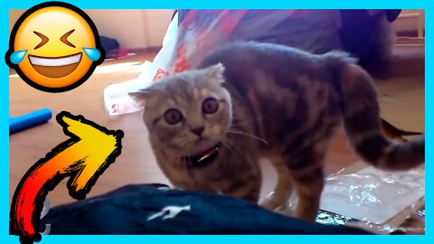 Funny Fail pets 03 try not laugh Compilation