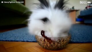 Coniglio mangia voracemente le ciliegie e si sporca tutto