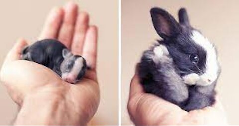 The Cutest Baby Bunny Rabbit Compilation EVER 🐰🐰