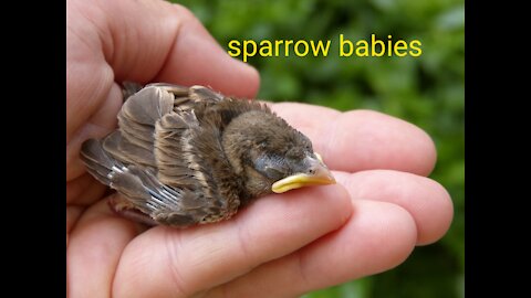 Sparrow baby# very cute #onyly 3 or 4 day old#😍