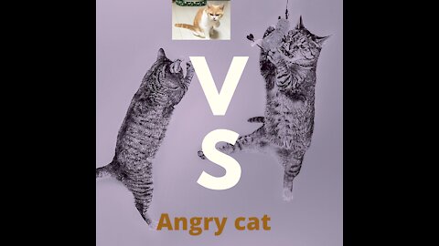 Angry-faced cat
