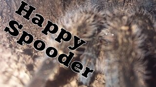 Tarantula Happy dance