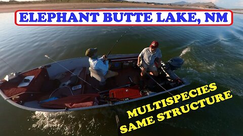 Catching multispecies from the same structure- Spoonplugging