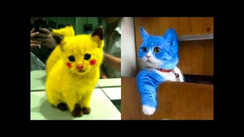 🐱The Funniest and cutest baby cat Videos - Try Your Best Not To Laugh 🤣