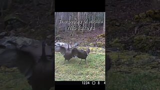 Wild Turkeys fighting and mating #shorts