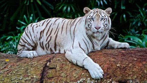 WHITE TIGERS