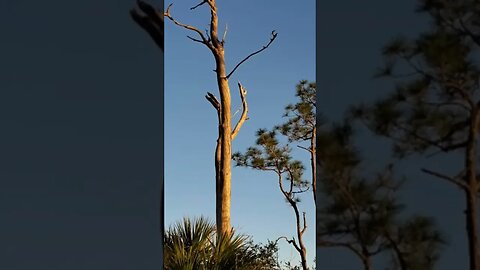 Skipper Bay Sunset on the trees Time-Lapse #shorts