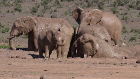 Elephants in Addo National Park South Africa