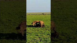 Hyenas Feast On Wildebeest #shorts | #ShortsAfrica | #Augdailyshorts