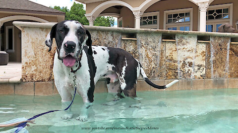 Great Dane Takes His First Dip Into The Pool