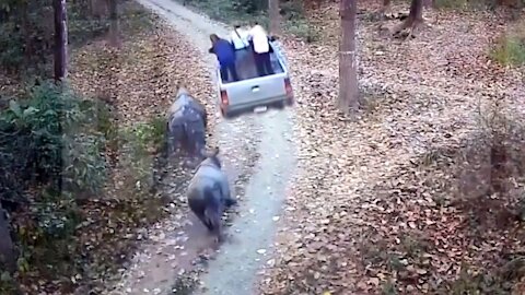 Rhinoceros attaching safari jeep