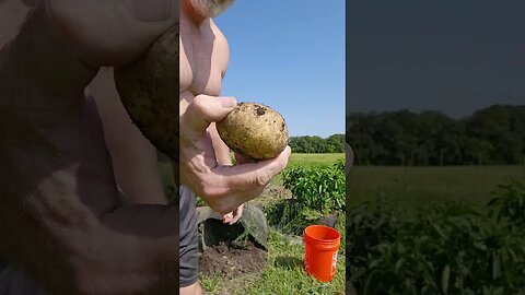 Harvesting potatoes 🥔🥔 at the Farm 🚜