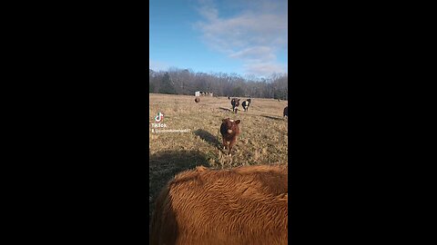 Happy cows and calves.