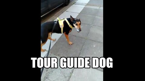 Tour Guide Dog