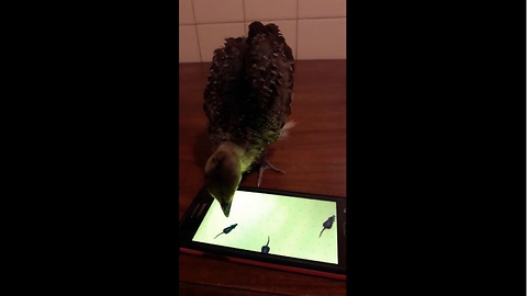 Baby peacock enthusiastically plays smartphone game