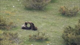 Deux ours surpris en plein câlin