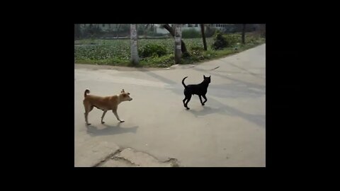 the dog chasing another dog