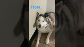 [Shorts 0177] FROST [#dogs #doggos #doggos #puppies #dogdaycare]