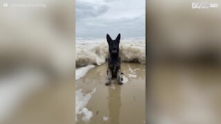 Un chien submergé par une vague d’écume