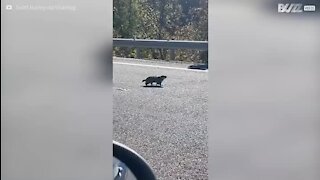 Une marmotte défie la mort sur l'autoroute